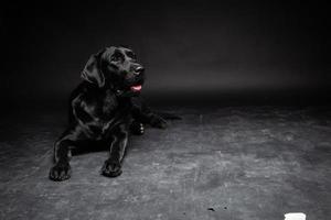 Portrait of a Labrador Retriever dog on an isolated black background. photo