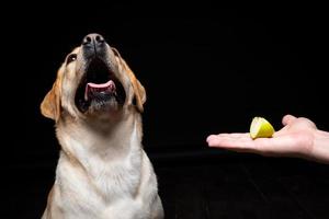 Portrait of a Labrador Retriever dog with a slice of Apple on its nose. photo