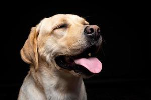 Portrait of a Labrador Retriever dog on an isolated black background. photo