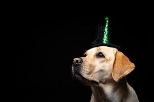 Close-up of a Labrador Retriever dog in a headdress. photo