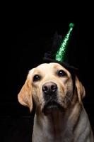 Close-up of a Labrador Retriever dog in a headdress. photo