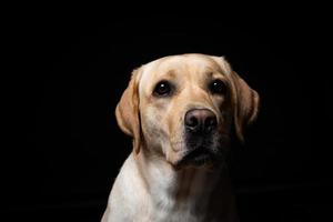 retrato de un perro labrador retriever sobre un fondo negro aislado. foto