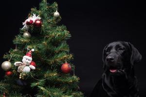 Portrait of a Labrador Retriever dog near the new year's green tree. photo