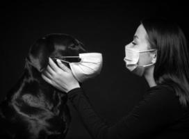 Portrait of a Labrador Retriever dog in a protective medical mask with a female owner. photo