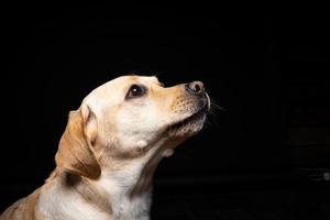 retrato de un perro labrador retriever sobre un fondo negro aislado. foto