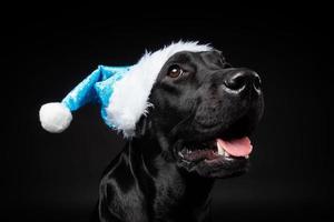 Portrait of a Labrador Retriever dog in a Santa hat, isolated on a black background. photo