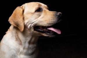 Portrait of a Labrador Retriever dog on an isolated black background. photo