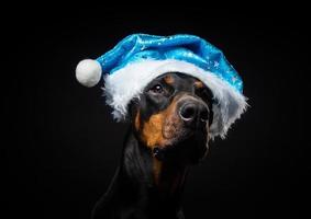 Portrait of a Doberman dog in a Santa hat isolated on a black background. photo