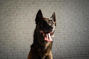 Portrait of a Belgian shepherd dog. photo