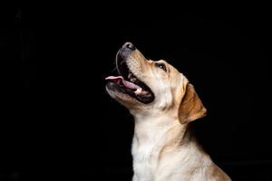 retrato de un perro labrador retriever sobre un fondo negro aislado. foto