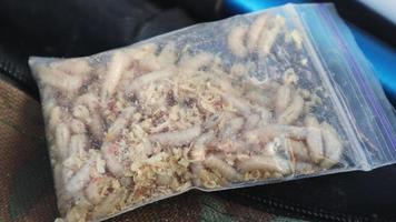 bolsa transparente cerrada con larvas atrapadas de larvas de mosca blanca. muchas larvas de gusanos brillan al sol, en la naturaleza. carnada. pescar. larvas en un recipiente, pesca con cebo. la larva se utiliza en la pesca con mosca. video