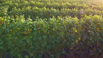 vista aérea de campo de fazenda de agricultura de vinhedo em langhe, piemonte, itália video