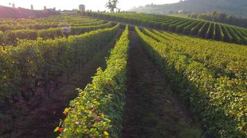 Vineyard agriculture farm field aerial view in Langhe, Piedmont Italy video