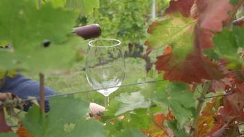 Gießen von Rotwein auf Glas in einem Weinberg in Zeitlupe, Weinprobe mit Trauben und Reben video