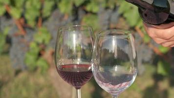 Pouring red wine on glass in a vineyard at slow motion, wine tasting with grapes and vines video