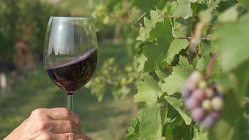 Tasting red wine in a vineyard with ripe grapes and vines video