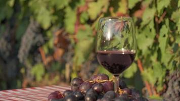 Tasting red wine in a vineyard with ripe grapes and vines video