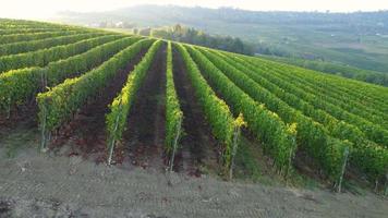 Vineyard agriculture farm field aerial view in Langhe, Piedmont Italy video
