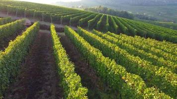 Vineyard Agriculture Cultivation Field aerial view video