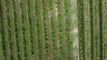 wijngaard landbouw teelt veld- antenne visie video