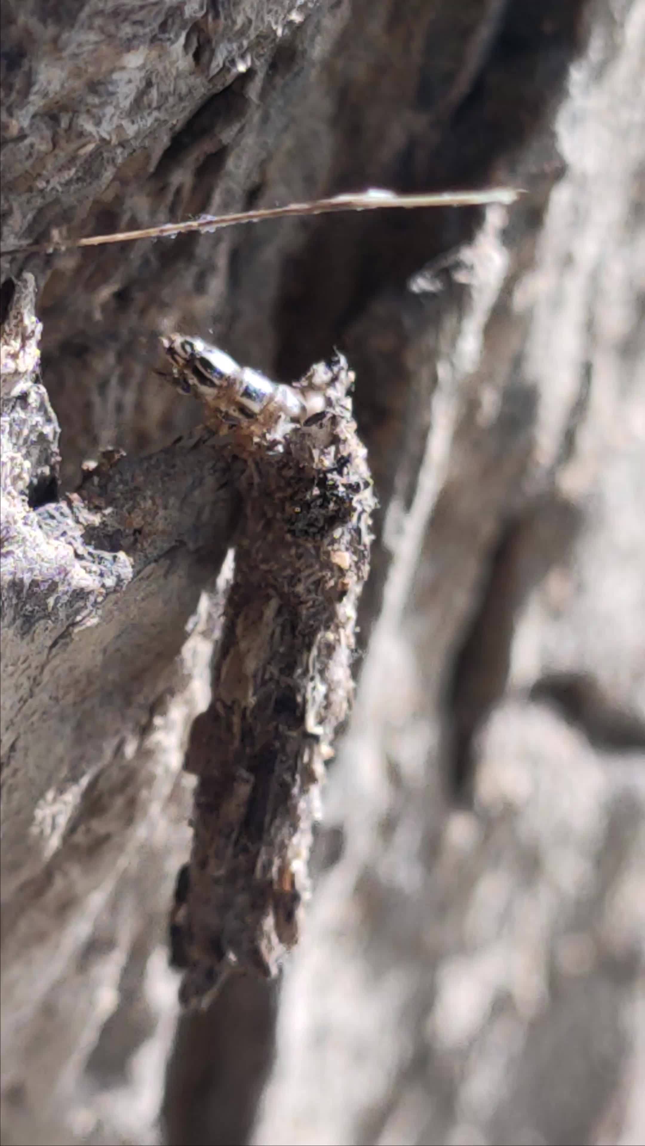 4k a Bagworm moth butterfly larva crawling on tree bark in the morning