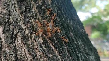 4k een kudde van rood mieren helpt naar vervoer voedsel Aan boom. verkregen door jacht- net zo insecten, geschikt voor foerageren, insect instinct, jacht, ecosysteem, harmonie video