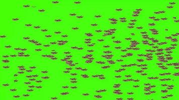 Descarga gratuita de video de pantalla verde voladora de langostas