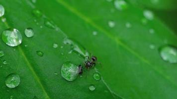 primer plano de una hormiga y pulgón en la hoja con gotas de agua video