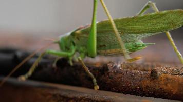 groot groen sprinkhaan mannetje dichtbij omhoog. video