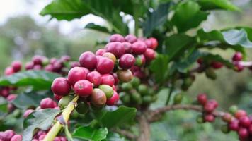 arbustos de café amadurecem nas montanhas da tailândia, prontos para serem colhidos com cerejas de café verdes e vermelhas. grãos de café arábica amadurecendo na árvore na plantação de café orgânico. video