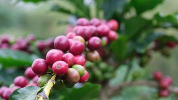 los arbustos de café maduran en las montañas de tailandia listos para ser cosechados con cerezas de café verdes y rojas. granos de café arábica madurando en un árbol en una plantación de café orgánico. video