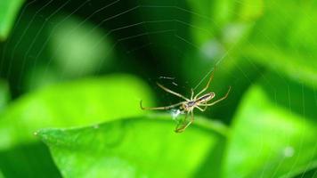 aranha de jardim aranha em uma teia video