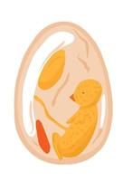 Chicken embryo in egg vector