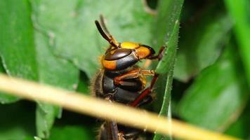 Cerca de la cabeza del trabajador europeo hornet vespa crabro video