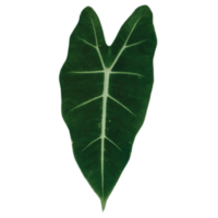 Aesthetic Green Leaf png