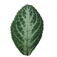 hoja verde estética png