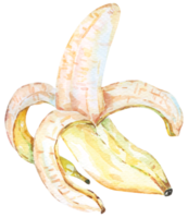 plátano maduro dibujado a mano acuarela. plátano fresco. acuarela fruta tropical. png