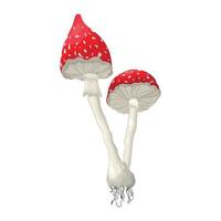 Vector illustration of the fungus. Illustration of an isolated mushroom. Poisonous fungi  amanita.