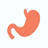 Vector illustration of an isolated object. Stomach and its detailed structure, organ view from the front.