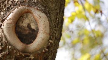vista panorâmica de um tronco de árvore com um buraco cinza video