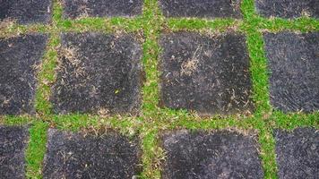 calzada de bloques de hormigón con hierba verde en el medio. como fondo foto