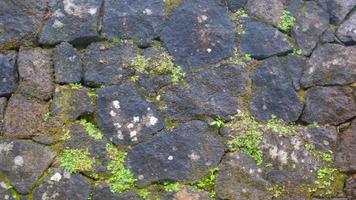 a mossy stone wall as a background photo