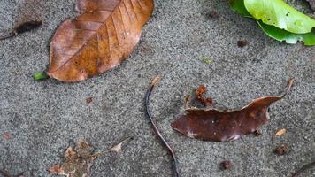 mossy concrete road texture with falling leaves photo