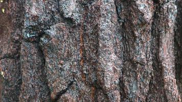 pine tree bark texture as background photo