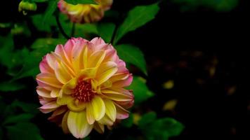 beautiful and amazing yellow pink dahlia flowers photo