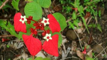 beautiful and stunning red Mussaenda erythrophylla flowers photo