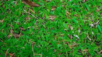 Beautiful green grass with dry leaves in the background photo