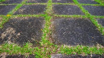 calzada de bloques de hormigón con hierba verde en el medio. como fondo foto