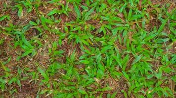 fallen pine-cones on the ground with green grass in the background photo