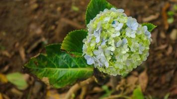 beautiful and stunning green hydrangea photo